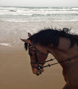 cardentos_spanien2