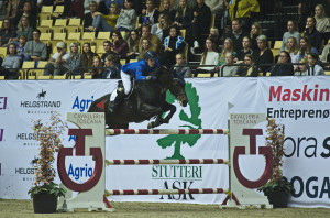 stutteri ask grandprix 150cm